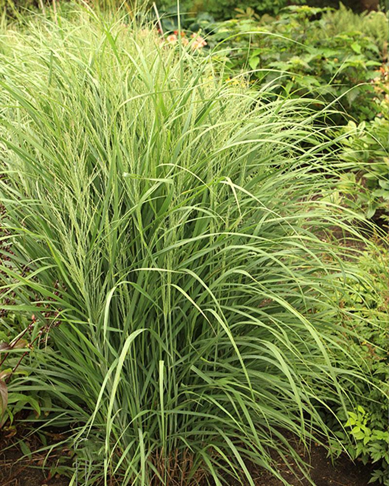 Departments - Grass Panicum 'Gunsmoke' 1 Gallon