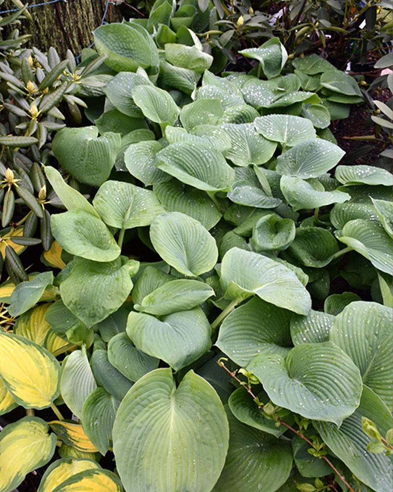 Hosta 'Elegans' 2 Gallon