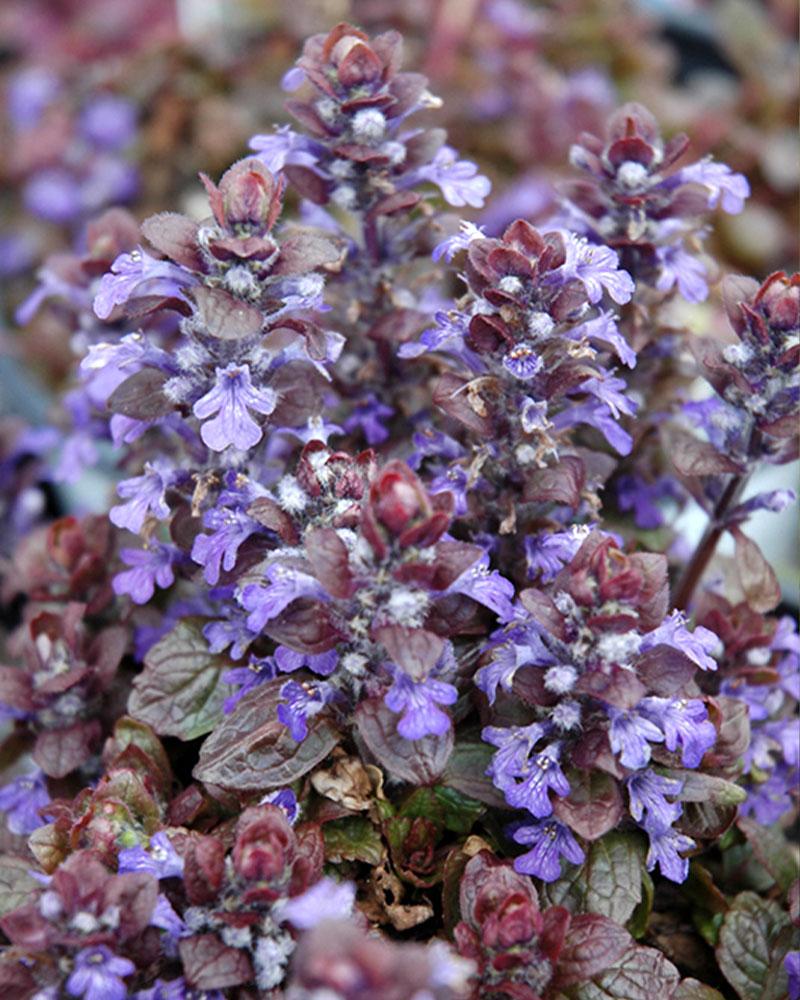 Ajuga 'Bronze Beauty' 1 Gallon