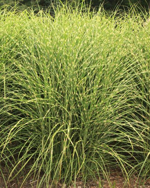 Grass Miscanthus 'Tiger Tail' 2 Gallon