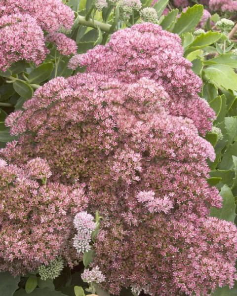 Sedum 'Autumn Joy' 1 Gallon