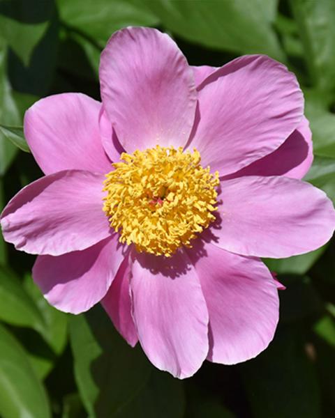 Paeonia 'Sea Shell' 2 Gallon