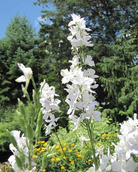 Delphinium 'Summer Stars' 1 Gallon