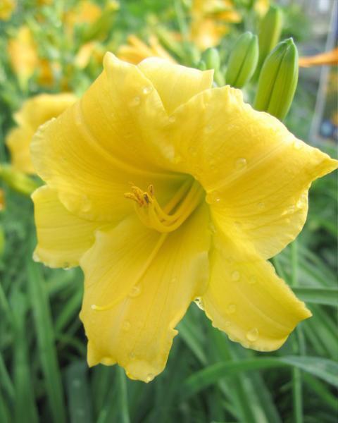 Hemerocallis 'Stella de Oro' 2 Gallon