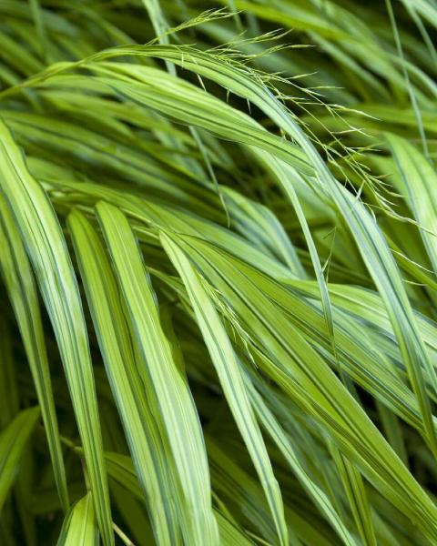 Grass Hakonechloa 'Golden Variegated' 19 Cm