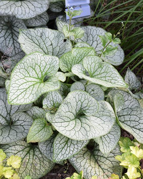 Brunnera 'Queen of Hearts' 2 Gallon