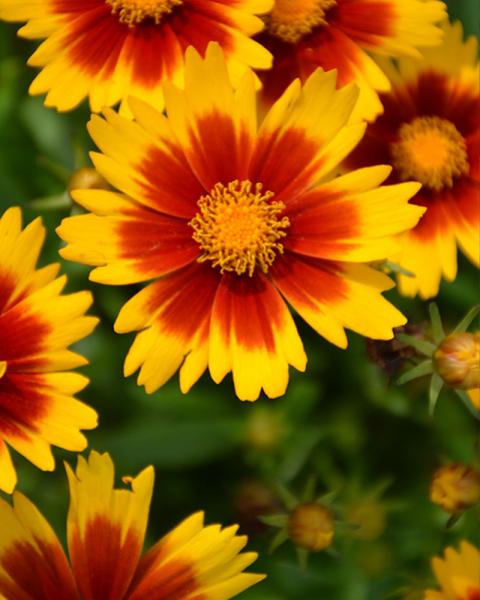 Coreopsis UpTick 'Gold and Bronze' 1 Gallon