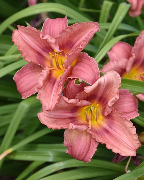 Hemerocallis Happy Ever Appster® 'Rosy Returns' 1 Gallon