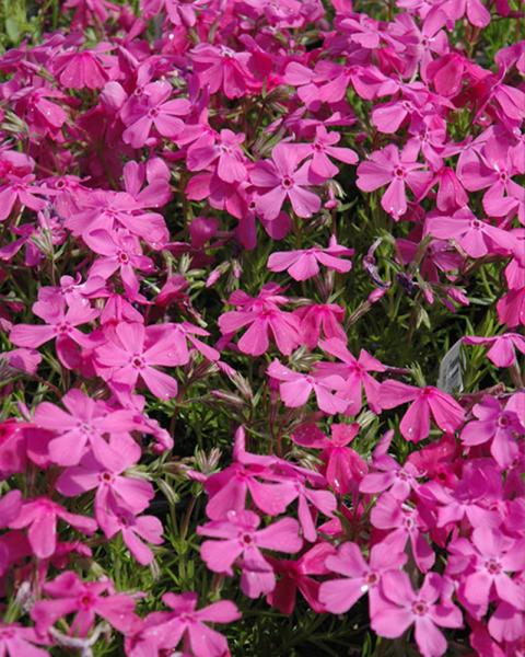 Phlox 'Drummond's Pink' 1 Gallon