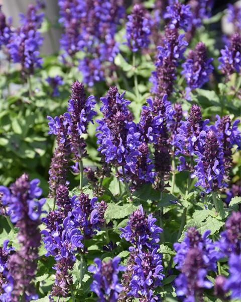 Salvia 'Blue Marvel' 1 Gallon