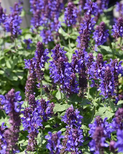 SALVIA NEM BLUE MARVEL