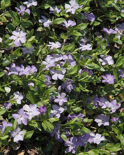 Vinca minor 21 Plant Flat