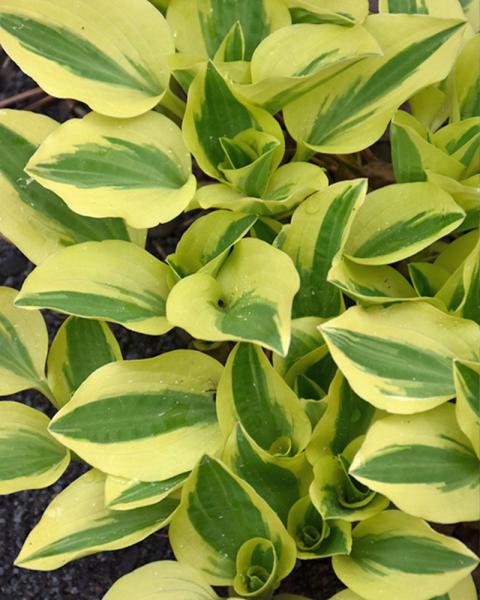 Hosta 'Grand Prize' 1 Gallon