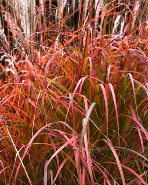 Grass Miscanthus 'Fire Dragon' 1 Gallon