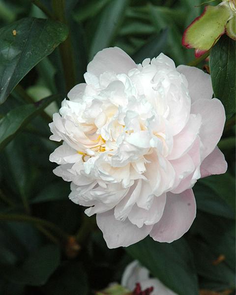 Paeonia 'Lady Alexandra Duff' 2 Gallon