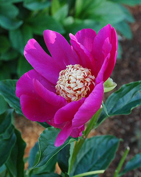 PAEONIA BARRINGTON BELLE #2