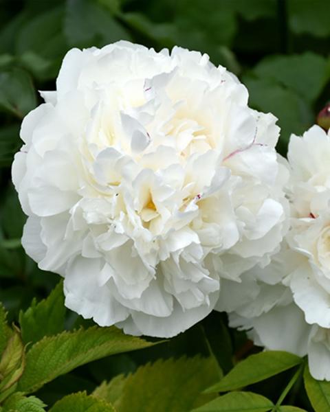 Paeonia 'Duchesse de Nemours' 2 Gallon