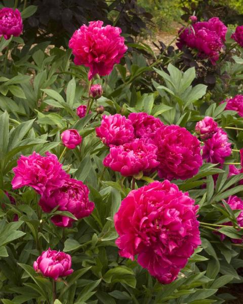 Paeonia 'Karl Rosenfeld' 2 Gallon