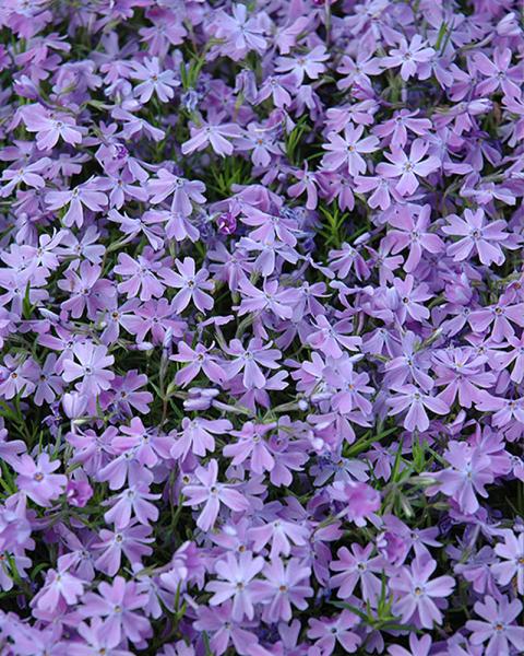 Phlox 'Emerald Blue' 1 Gallon