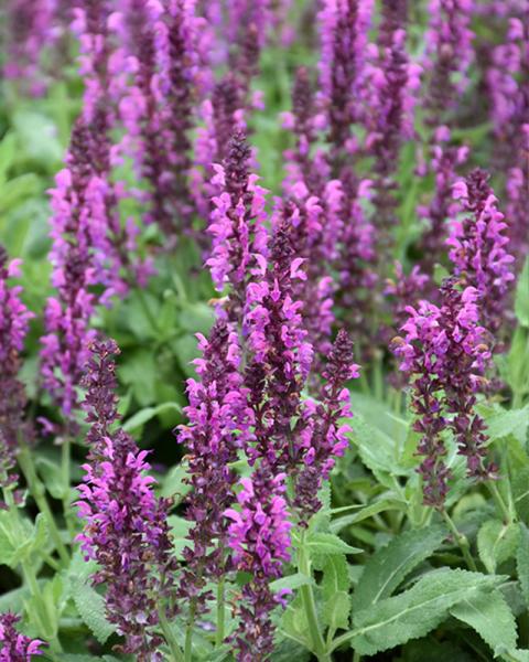 Salvia 'Bumbleberry' 1 Gallon