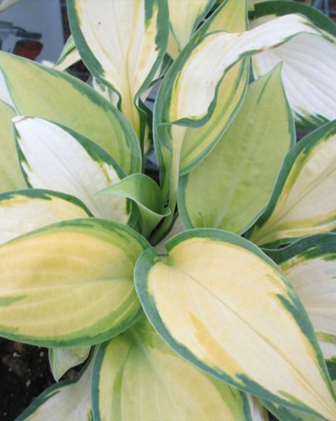 Hosta 'Happy Dayz' 1 Gallon