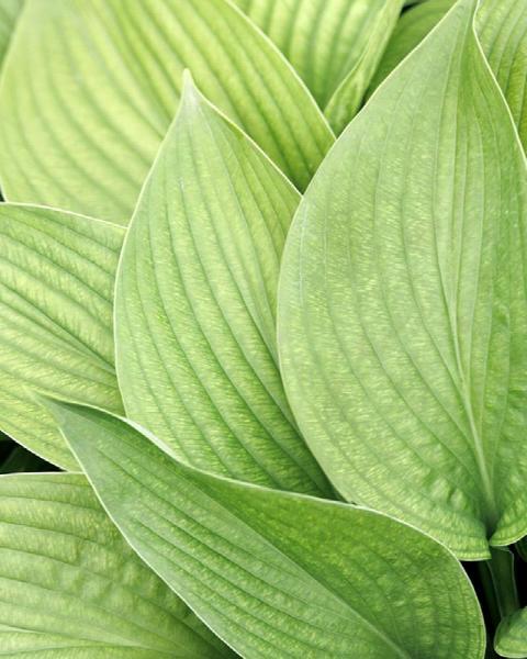 Hosta 'T Rex' 1 Gallon