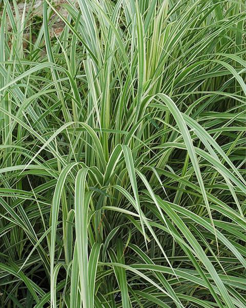 Grass Miscanthus 'Variegated' 19 Cm