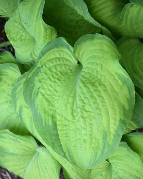 Hosta 'Old Glory' 19 Cm