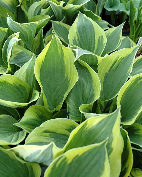 HOSTA PATRIOT