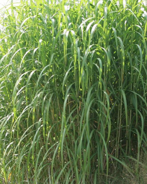 Grass Miscanthus 'Giganteus' 5 Gallon