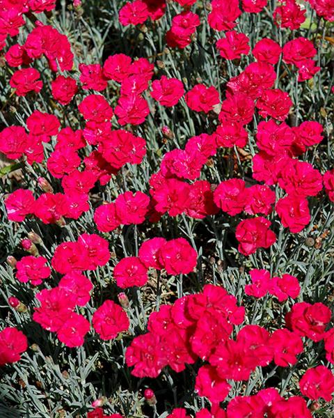 DIANTHUS FROSTY FIRE