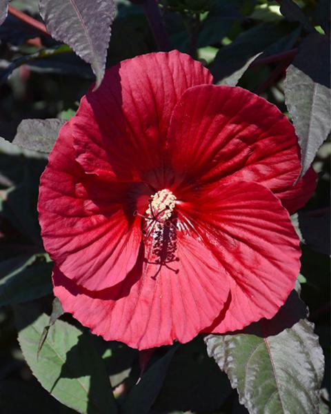 Hibiscus 'Midnight Marvel' 3 Gallon