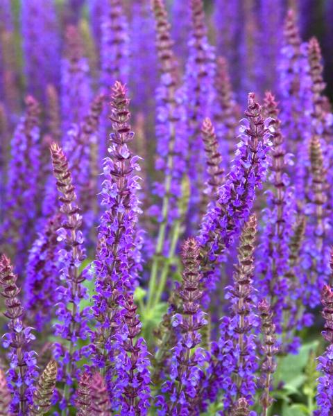 Salvia 'East Friesland' 1 Gallon