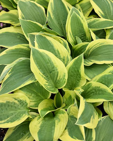 HOSTA WIDE BRIM #2