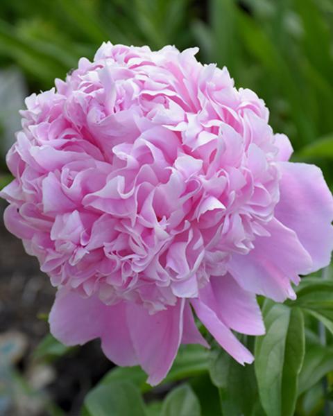 Paeonia 'Sarah Bernhardt' 2 Gallon