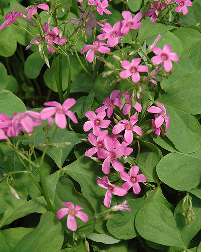 Oxalis 'Rosea' 1 Gallon