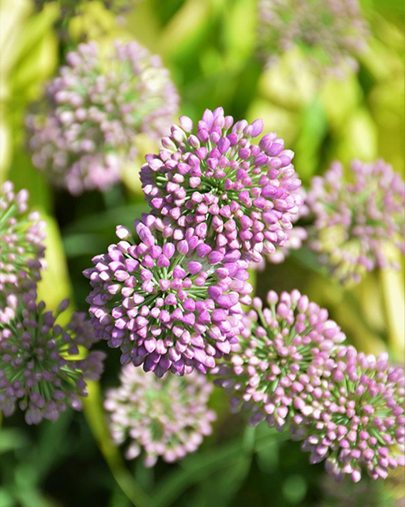 Allium 'Medusa' 1 Gallon