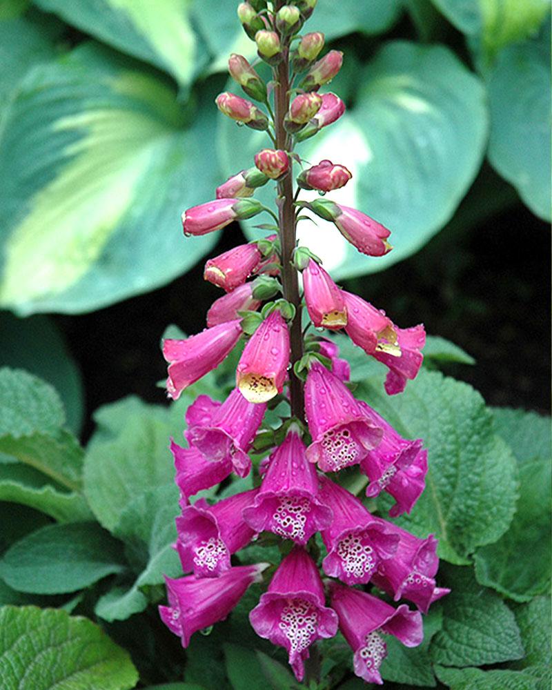 Digitalis 'Candy Mountain' 1 Gallon