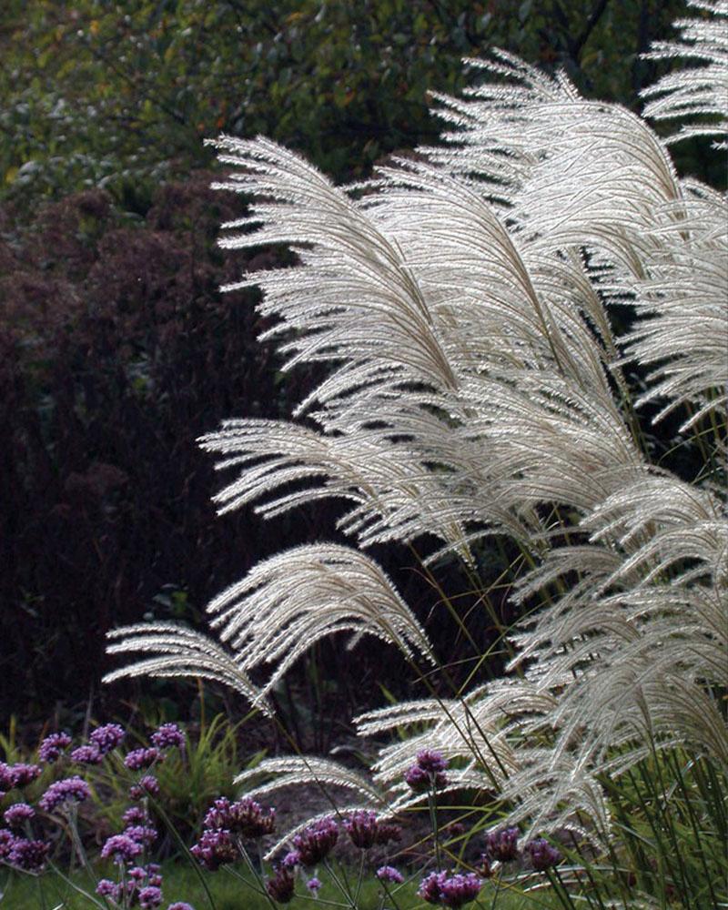 Grass Miscanthus 'Graziella' 5 Gallon