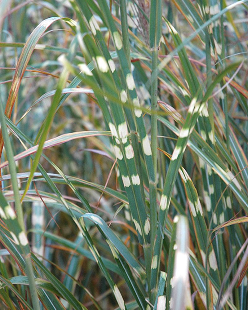 Grass Miscanthus 'Zebra' 5 Gallon