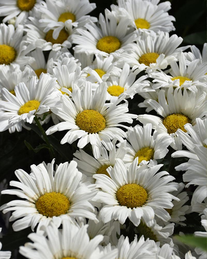 Leucanthemum 'Daisy May®' 1 Gallon
