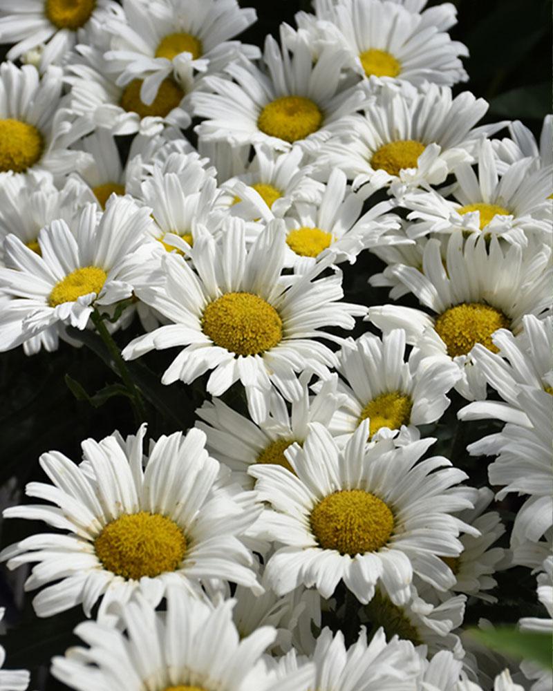 LEUCANTHEMUM DAISY MAY