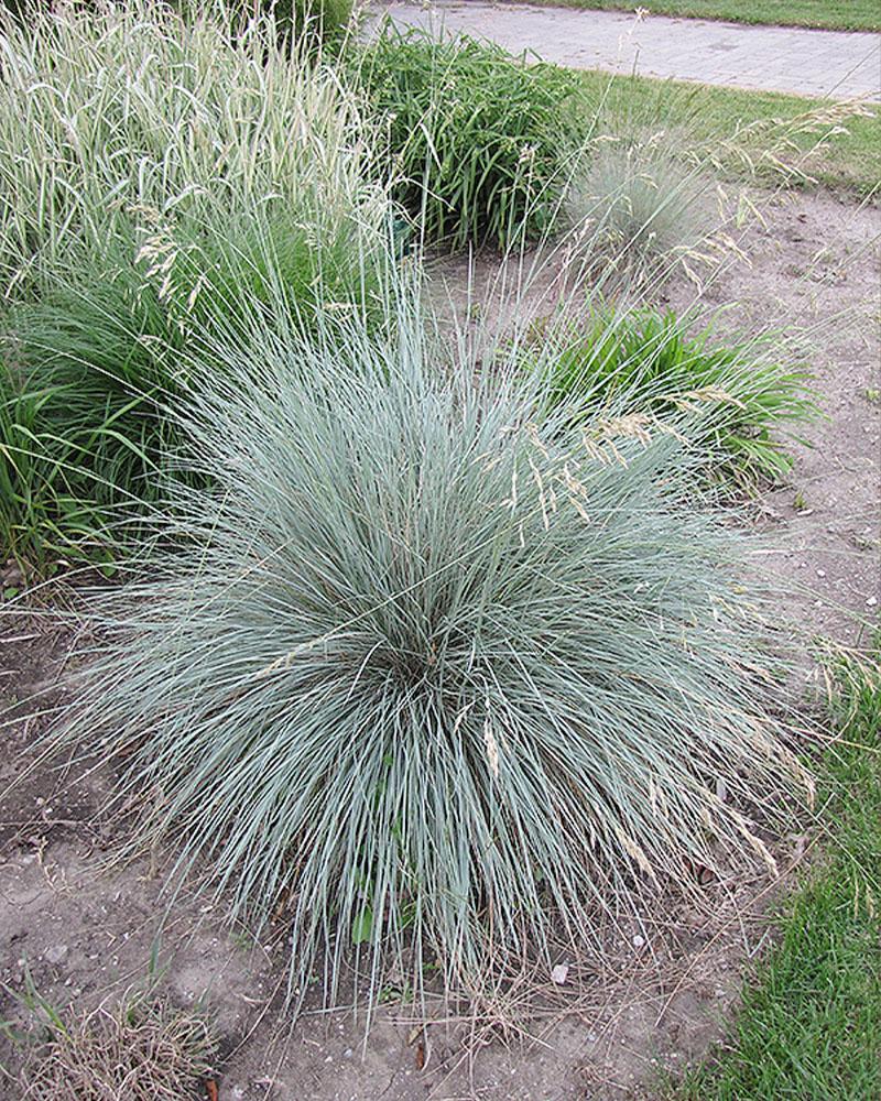 Grass Helictotrichon sempervirens 1 Gallon