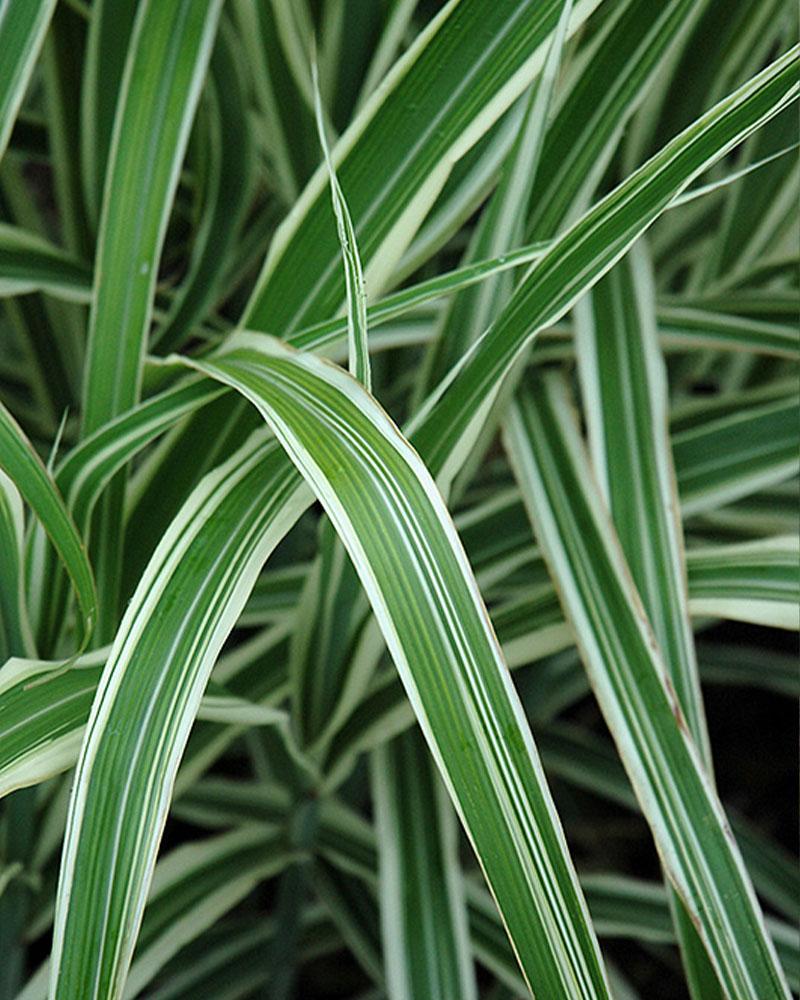 Grass Miscanthus 'Cosmopolitan' 2 Gallon