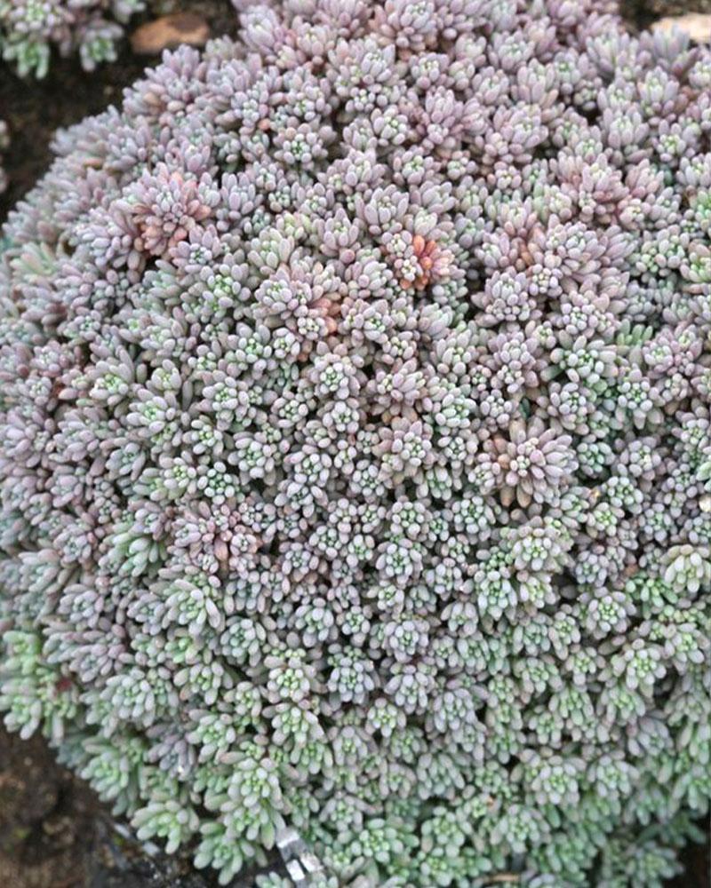 Sedum 'Pinkie' 3.25 Inch