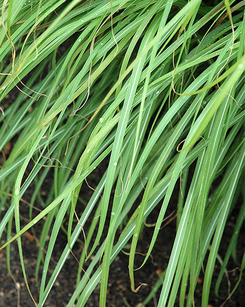 Grass Miscanthus 'Huron Sunrise' 2 Gallon