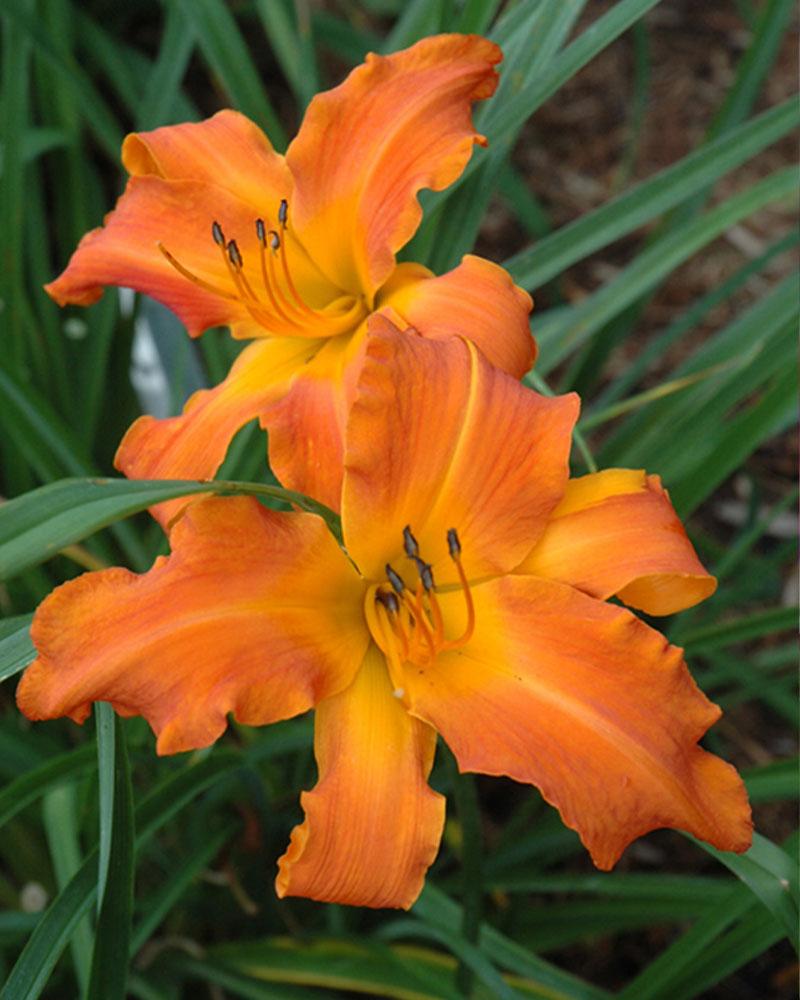 Hemerocallis Rainbow RhythmÂ® 'Primal Scream' 1 Gallon