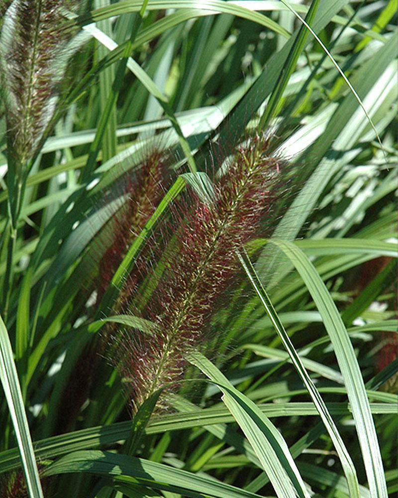 Grass Pennisetum 'Red Head' 2 Gallon