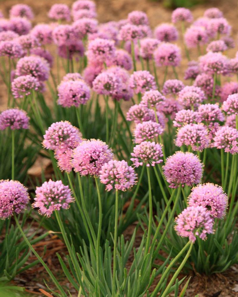 Allium 'Blue Twister' 1 Gallon