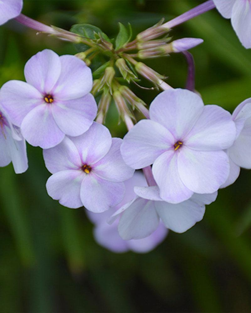 Phlox 'Fashionably Early Lavender Ice' 1 Gallon